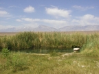 Fish Slough: 1024x763.85336743393